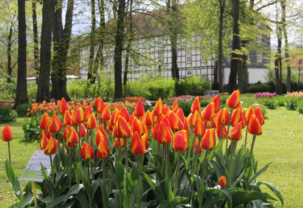 Frühling Tulpenshow im Gräflichen Park