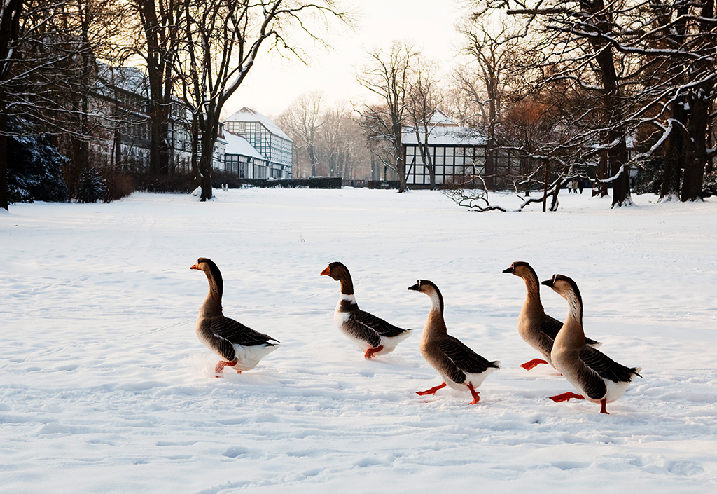 Winterspaziergang im Gräflicher Park Bad Driburg